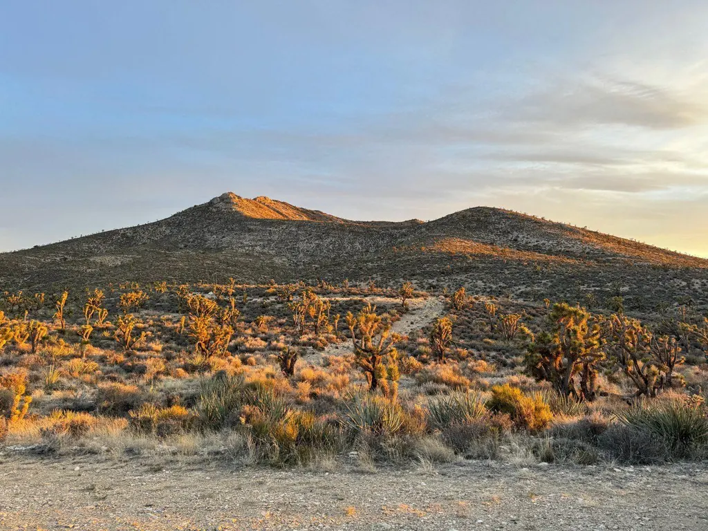 Joshua trees in golden light below a ridge