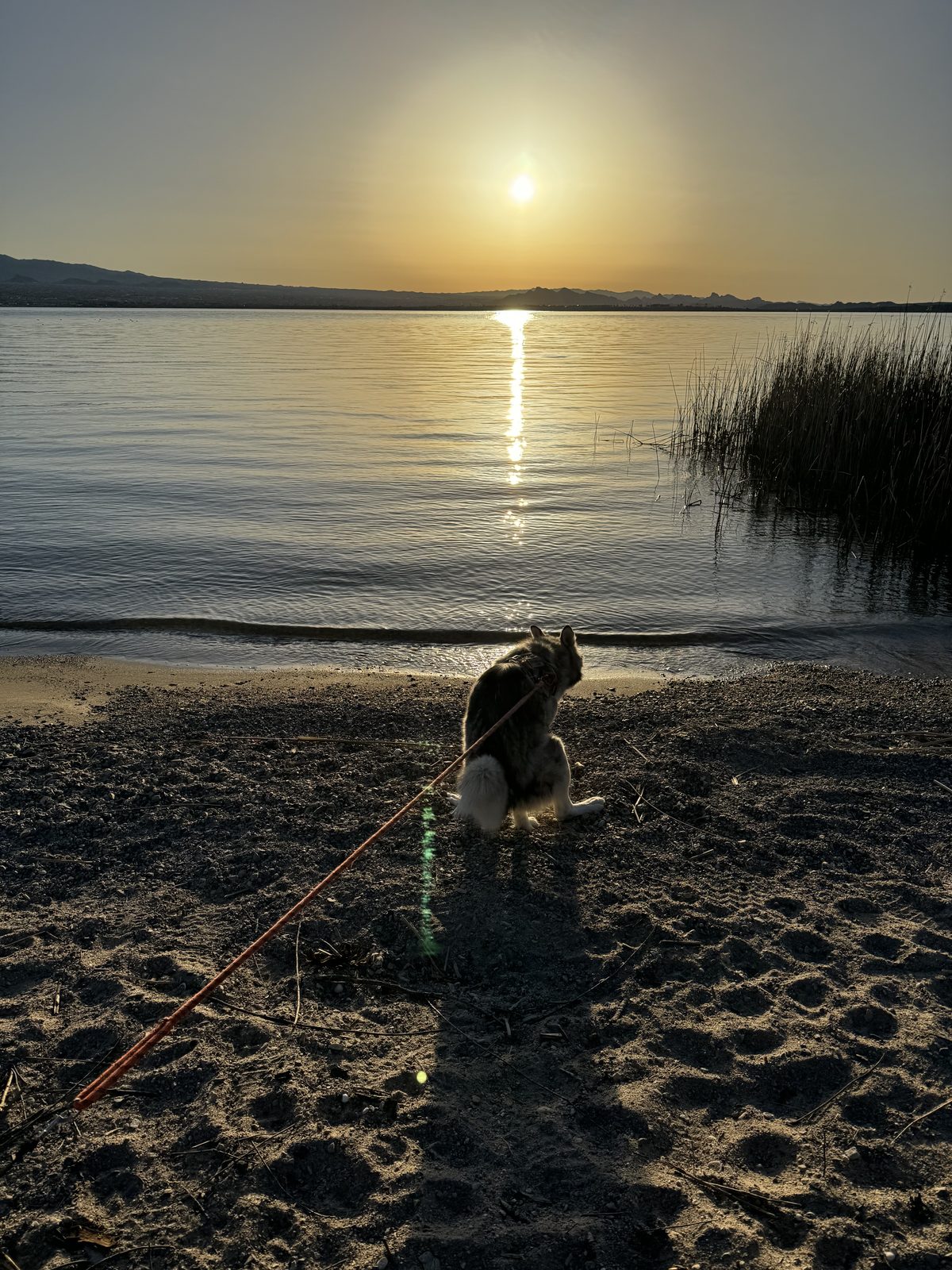Zuzu watching the sunrise over Lake Havasu