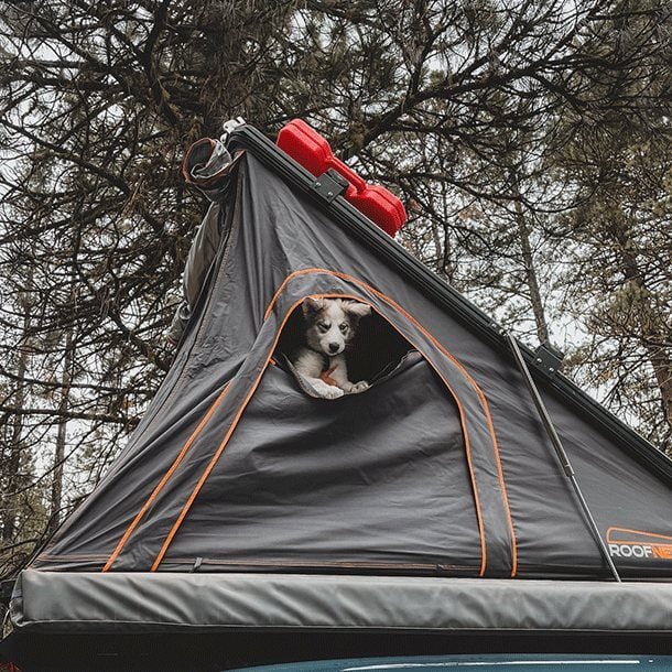 Dog looking out of a rooftop tent